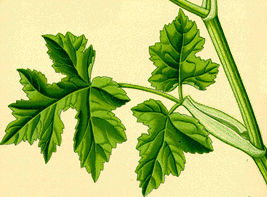 heracleum-sphondylium