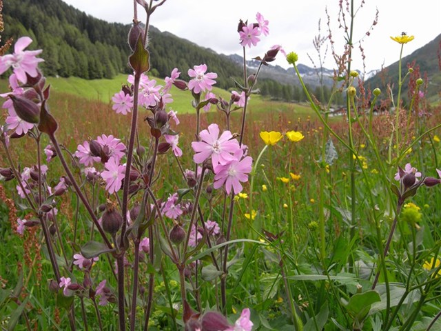 Valle AurinaAE[iJ